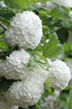 Eastern Snowball Viburnum Bush - 3 Gallon Pot -Outdoor Garden Store viburnum opulus sterile eastern snowball 5 1