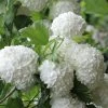 Eastern Snowball Viburnum Bush - 3 Gallon Pot 2 Eastern Snowball Viburnum Bush - 3 Gallon Pot -Outdoor Garden Store viburnum opulus sterile eastern snowball 6 1