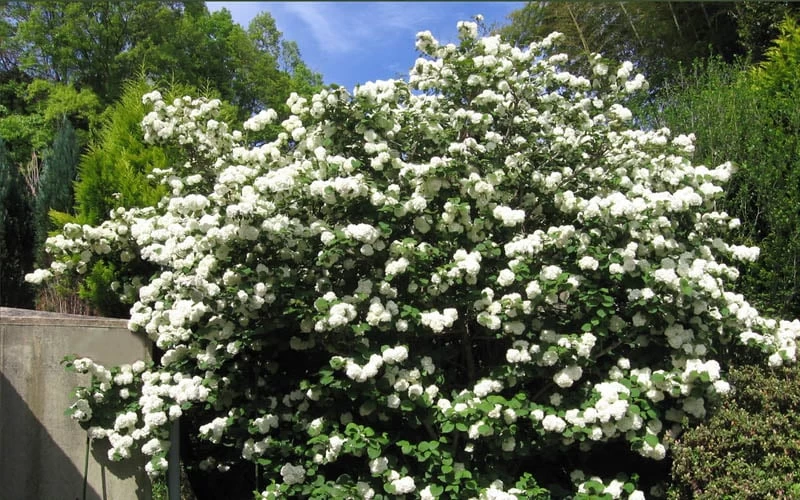Japanese Snowball Bush (Viburnum Plicatum) - 2 Gallon Pot 6 Japanese Snowball Bush (Viburnum Plicatum) - 2 Gallon Pot - Image 4