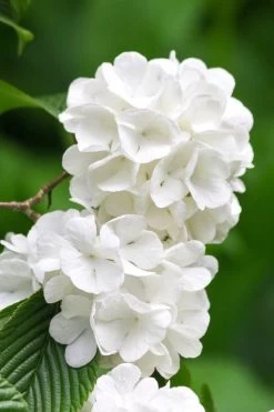 Japanese Snowball Bush (Viburnum Plicatum) - 2 Gallon Pot 12 Japanese Snowball Bush (Viburnum Plicatum) - 2 Gallon Pot -Outdoor Garden Store viburnum plicatum japanese snowball flowers 10
