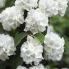 Japanese Snowball Bush (Viburnum Plicatum) - 2 Gallon Pot -Outdoor Garden Store viburnum plicatum japanese snowball flowers 14