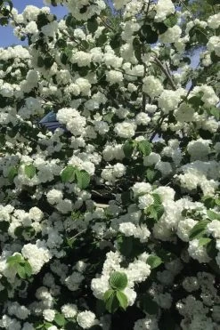 Japanese Snowball Bush (Viburnum Plicatum) - 2 Gallon Pot 13 Japanese Snowball Bush (Viburnum Plicatum) - 2 Gallon Pot -Outdoor Garden Store viburnum plicatum japanese snowball flowers 15