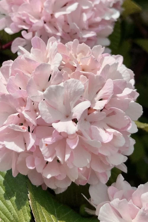 Kern's Pink Snowball Viburnum Bush - 2 Gallon Pot 3 Kern's Pink Snowball Viburnum Bush - 2 Gallon Pot