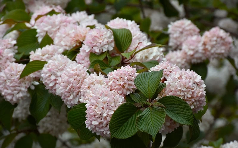 Kern's Pink Snowball Viburnum Bush - 2 Gallon Pot 8 Kern's Pink Snowball Viburnum Bush - 2 Gallon Pot - Image 6