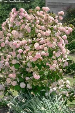 Kern's Pink Snowball Viburnum Bush - 2 Gallon Pot 11 Kern's Pink Snowball Viburnum Bush - 2 Gallon Pot -Outdoor Garden Store viburnum plicatum kerns pink snowball 9