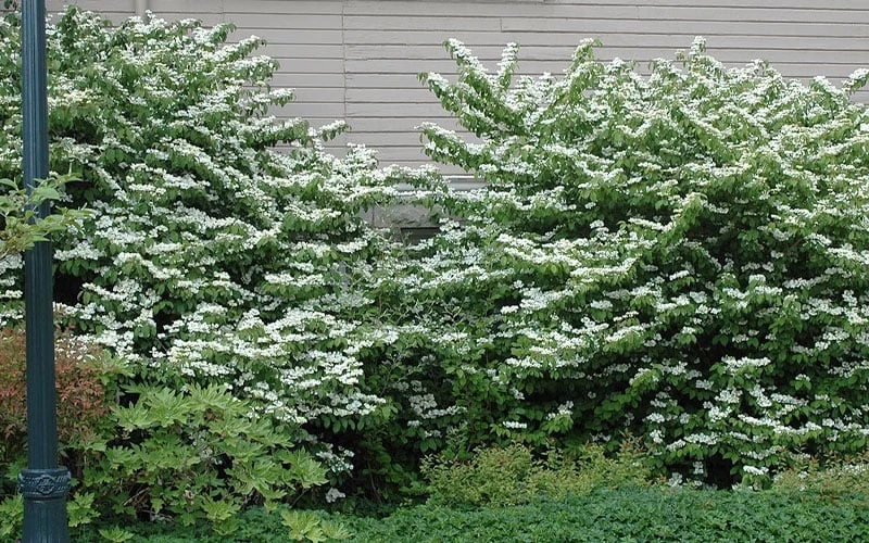 Japanese Doublefile Viburnum - 2 Gallon Pot 9 Japanese Doublefile Viburnum - 2 Gallon Pot - Image 7
