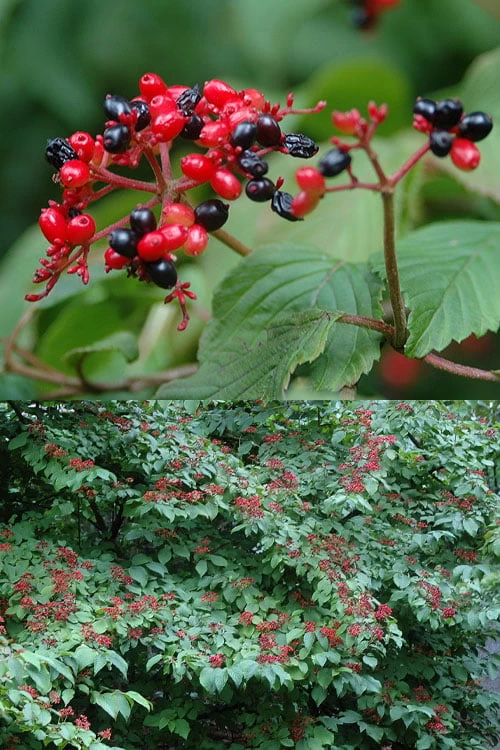 Japanese Doublefile Viburnum - 2 Gallon Pot 8 Japanese Doublefile Viburnum - 2 Gallon Pot - Image 6