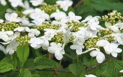 Japanese Doublefile Viburnum - 2 Gallon Pot 18 Japanese Doublefile Viburnum - 2 Gallon Pot -Outdoor Garden Store viburnum plicatum tomentosum japanese doublefile 6