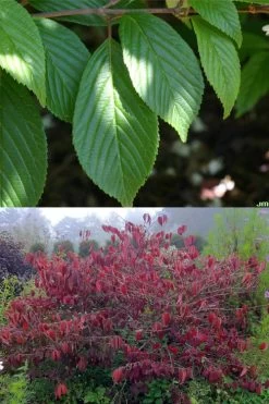 Japanese Doublefile Viburnum - 2 Gallon Pot 15 Japanese Doublefile Viburnum - 2 Gallon Pot -Outdoor Garden Store viburnum plicatum tomentosum japanese doublefile 9