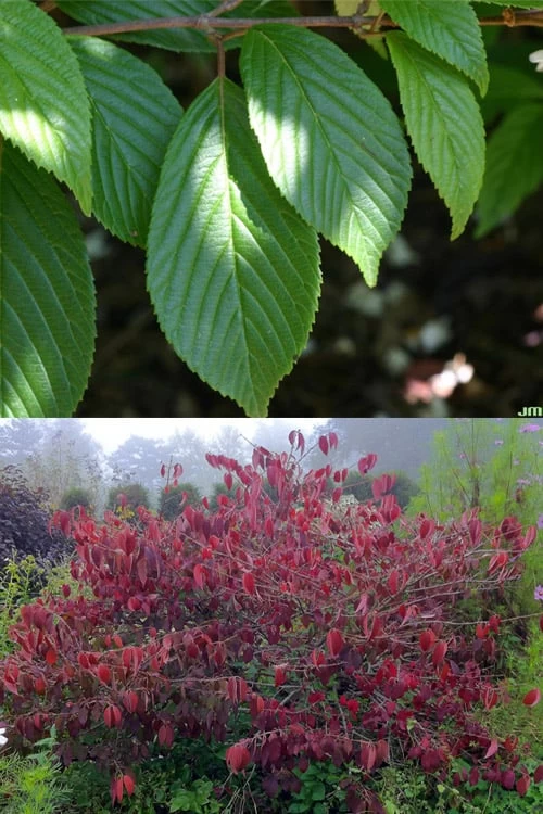 Japanese Doublefile Viburnum - 2 Gallon Pot 7 Japanese Doublefile Viburnum - 2 Gallon Pot - Image 5