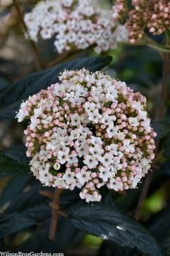 Prague Viburnum - 3 Gallon Pot 14 Prague Viburnum - 3 Gallon Pot -Outdoor Garden Store viburnum pragense prague 2