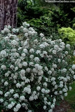 Prague Viburnum - 1 Gallon Pot 13 Prague Viburnum - 1 Gallon Pot -Outdoor Garden Store viburnum pragense prague 4 2