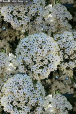 Prague Viburnum - 1 Gallon Pot 15 Prague Viburnum - 1 Gallon Pot -Outdoor Garden Store viburnum pragense prague 5 2