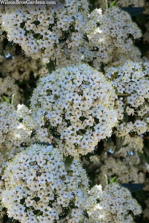 Prague Viburnum - 3 Gallon Pot 8 Prague Viburnum - 3 Gallon Pot - Image 6