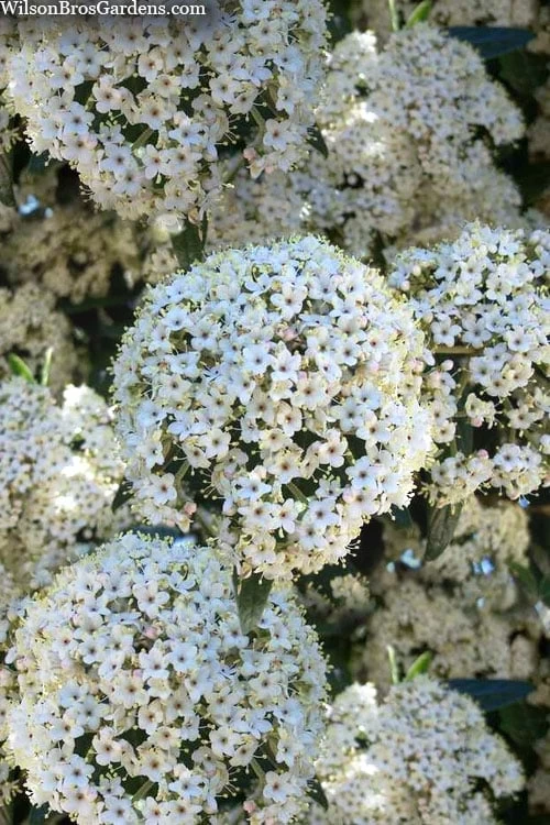 Prague Viburnum - 2.5 Quart Pot 3 Prague Viburnum - 2.5 Quart Pot