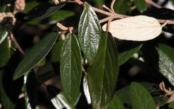 Prague Viburnum - 2.5 Quart Pot 17 Prague Viburnum - 2.5 Quart Pot -Outdoor Garden Store viburnum pragense prague 7 1