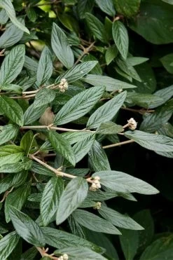 Prague Viburnum - 3 Gallon Pot 16 Prague Viburnum - 3 Gallon Pot -Outdoor Garden Store viburnum pragense prague 9