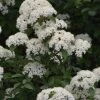 Blackhaw Viburnum - 3 Gallon Pot -Outdoor Garden Store viburnum prunifolium black haw 12