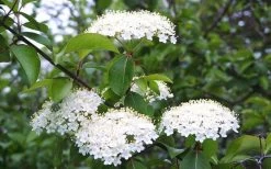 Blackhaw Viburnum - 3 Gallon Pot -Outdoor Garden Store viburnum prunifolium black haw 4