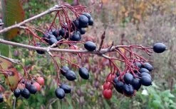 Blackhaw Viburnum - 3 Gallon Pot -Outdoor Garden Store viburnum prunifolium black haw 5