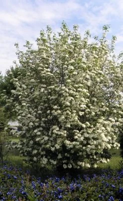 Blackhaw Viburnum - 3 Gallon Pot -Outdoor Garden Store viburnum prunifolium black haw 7
