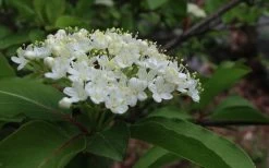 Blackhaw Viburnum - 2 Gallon Pot 17 Blackhaw Viburnum - 2 Gallon Pot -Outdoor Garden Store viburnum prunifolium black haw 9 1