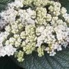 Alleghany Viburnum - 1 Gallon Pot -Outdoor Garden Store viburnum rhytidophylloides alleghany 2 thumbnail