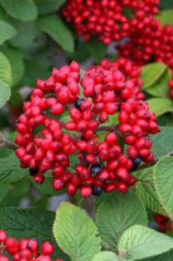 Alleghany Viburnum - 1 Gallon Pot 11 Alleghany Viburnum - 1 Gallon Pot -Outdoor Garden Store viburnum rhytidophylloides alleghany 4