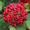 Red Balloon Viburnum - 3 Gallon Pot 2 Red Balloon Viburnum - 3 Gallon Pot -Outdoor Garden Store viburnum rhytidophylloides red balloon 1