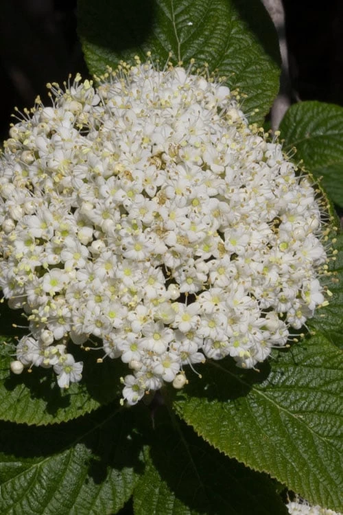 Red Balloon Viburnum - 3 Gallon Pot 6 Red Balloon Viburnum - 3 Gallon Pot - Image 4