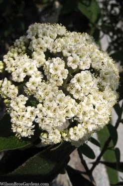 Willowwood Viburnum - 3 Gallon Pot