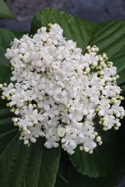 Shiny Dancer Viburnum - 2 Gallon Pot 15 Shiny Dancer Viburnum - 2 Gallon Pot -Outdoor Garden Store viburnum shiny dancer 4 500x750 1