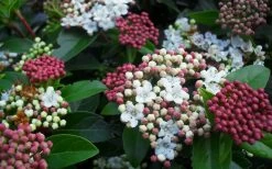 Spring Bouquet Viburnum - 6 Pack Of 1 Gallon Pots 14 Spring Bouquet Viburnum - 6 Pack Of 1 Gallon Pots -Outdoor Garden Store viburnum spring bouquet 800x500 1