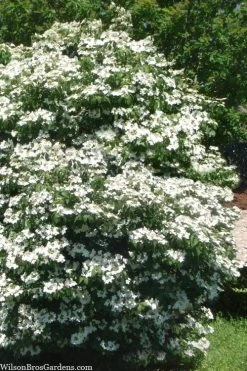 Summer Snowflake Viburnum - 1 Gallon Pot 13 Summer Snowflake Viburnum - 1 Gallon Pot -Outdoor Garden Store viburnum summer snowflake 102
