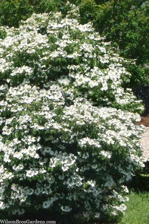 Summer Snowflake Viburnum - 1 Gallon Pot 6 Summer Snowflake Viburnum - 1 Gallon Pot - Image 4