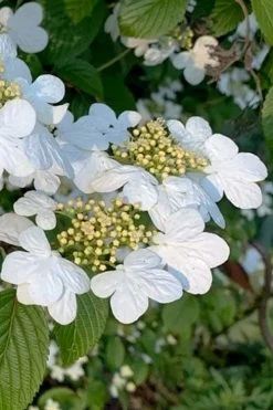 Summer Snowflake Viburnum - 1 Gallon Pot 14 Summer Snowflake Viburnum - 1 Gallon Pot -Outdoor Garden Store viburnum summer snowflake 103