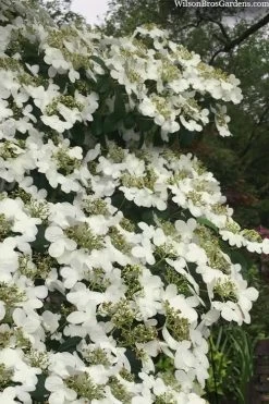 Summer Snowflake Viburnum - 1 Gallon Pot 16 Summer Snowflake Viburnum - 1 Gallon Pot -Outdoor Garden Store viburnum summer snowflake 105