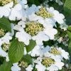 Summer Snowflake Viburnum - 1 Gallon Pot 2 Summer Snowflake Viburnum - 1 Gallon Pot -Outdoor Garden Store viburnum summer snowflake 106