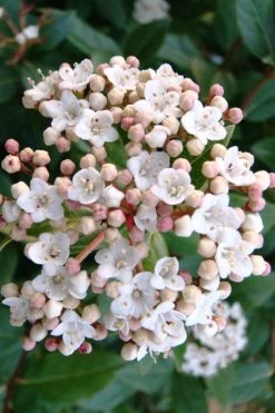 Spring Bouquet Viburnum - 1 Gallon Pot -Outdoor Garden Store viburnum tinus spring bouquet 1 1