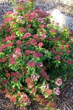 Spring Bouquet Viburnum - 3 Gallon Pot 13 Spring Bouquet Viburnum - 3 Gallon Pot -Outdoor Garden Store viburnum tinus spring bouquet 2 2