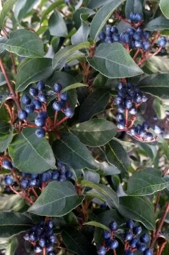 Spring Bouquet Viburnum - 3 Gallon Pot 14 Spring Bouquet Viburnum - 3 Gallon Pot -Outdoor Garden Store viburnum tinus spring bouquet 5 2