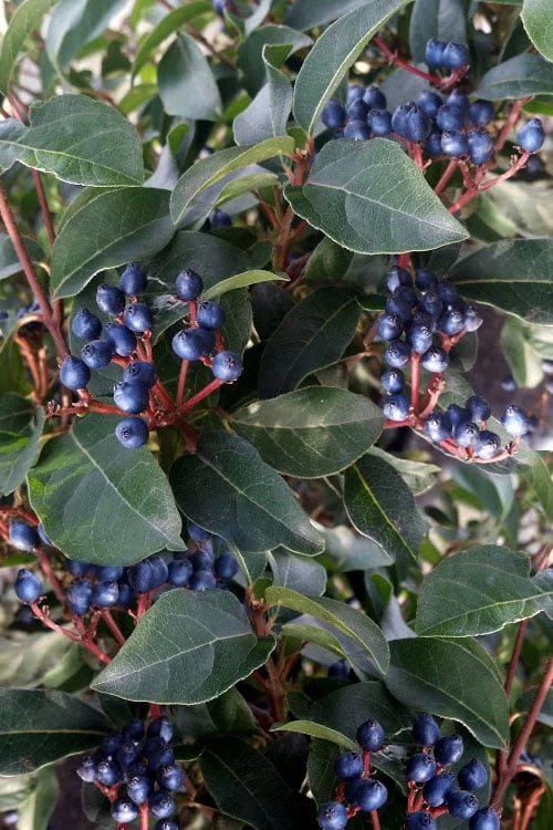 Spring Bouquet Viburnum - 6 Pack Of 1 Gallon Pots 9 Spring Bouquet Viburnum - 6 Pack Of 1 Gallon Pots - Image 7