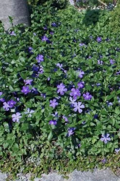 Bigleaf Periwinkle (Vinca Major) - 18 Pack Of Pint Pots -Outdoor Garden Store vinca major bigleaf periwinkle 10 1