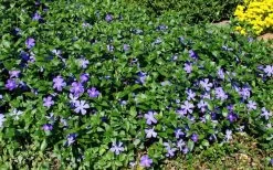 Bigleaf Periwinkle (Vinca Major) - 8 Pack Of 2.5" Pots -Outdoor Garden Store vinca major bigleaf periwinkle 11