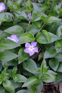 Bigleaf Periwinkle (Vinca Major) - 18 Pack Of Pint Pots -Outdoor Garden Store vinca major bigleaf periwinkle 12 1