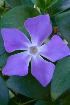 Bigleaf Periwinkle (Vinca Major) - 18 Pack Of Pint Pots