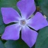 Bigleaf Periwinkle (Vinca Major) - 8 Pack Of 2.5" Pots