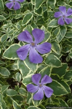Variegated Bigleaf Periwinkle (Vinca Major 'Variegata') - 18 Pack Of Pint Pots -Outdoor Garden Store vinca major variegata big leaf periwinkle 10