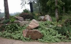 Variegated Bigleaf Periwinkle (Vinca Major 'Variegata') - 6 Pack Of Pint Pots -Outdoor Garden Store vinca major variegata big leaf periwinkle 12 1
