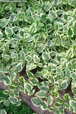 Variegated Bigleaf Periwinkle (Vinca Major 'Variegata') - 18 Pack Of Pint Pots -Outdoor Garden Store vinca major variegata big leaf periwinkle 14